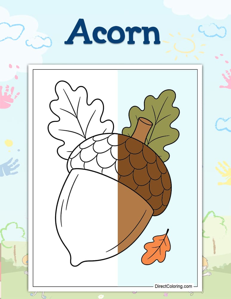 Acorn