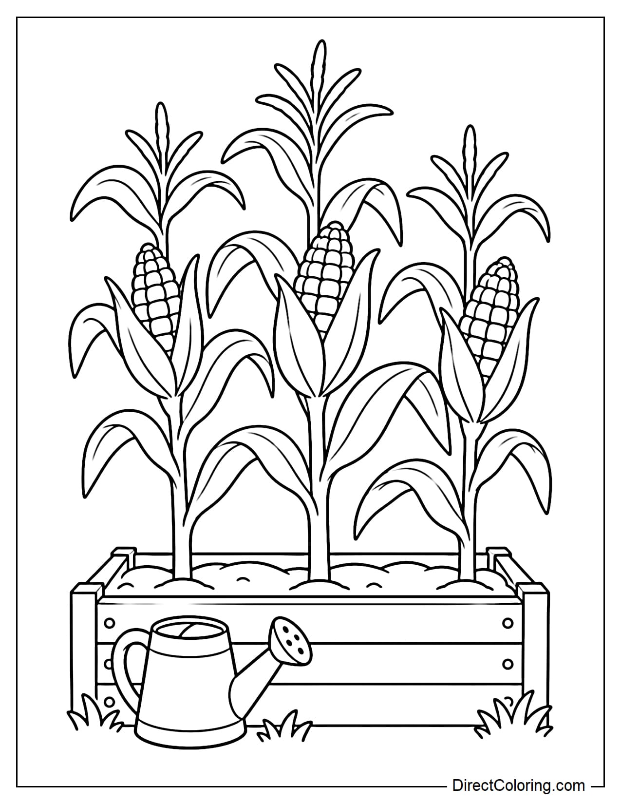 Several corn plants grow in a raised garden bed, each with a tall stalk, long leaves, and a large corn cob growing in the middle, with a small watering can placed nearby.