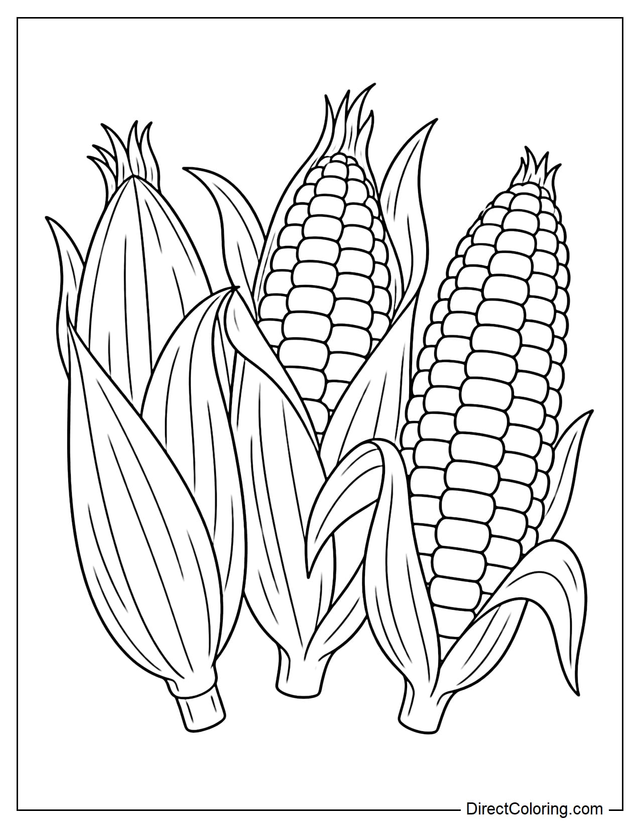 Three large corn cobs sit side by side in different forms, with one almost fully covered in its husk, one partially peeled, and one completely exposed to show rows of large kernels.