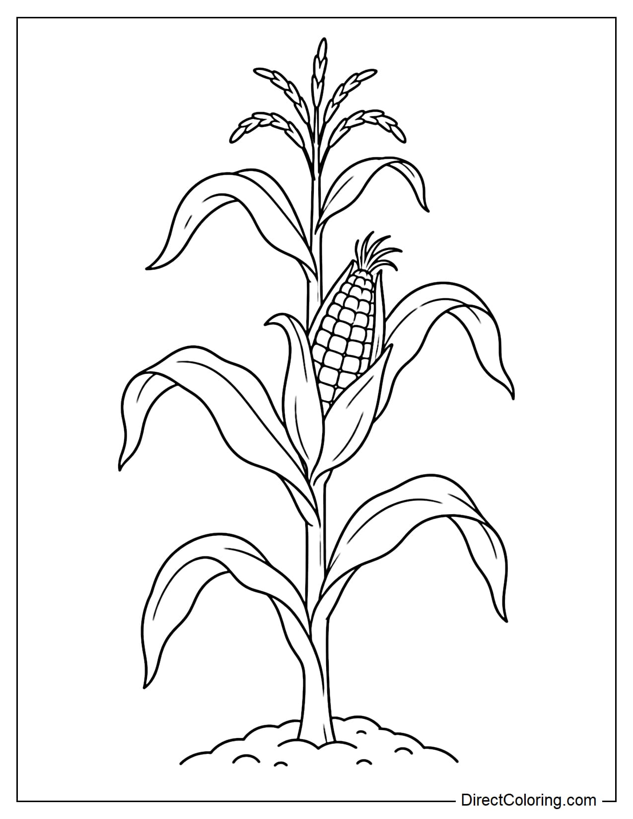 A tall corn stalk grows upright from the ground with long leaves curving out to both sides and one large corn cob developing in the middle of the stalk.