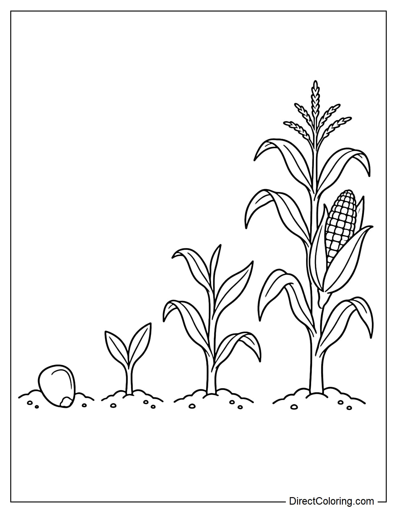 Four stages of corn plant growth are arranged from left to right, including a large corn kernel beneath the soil, a small sprout, a young plant with a few leaves, and a mature corn plant bearing a large cob.