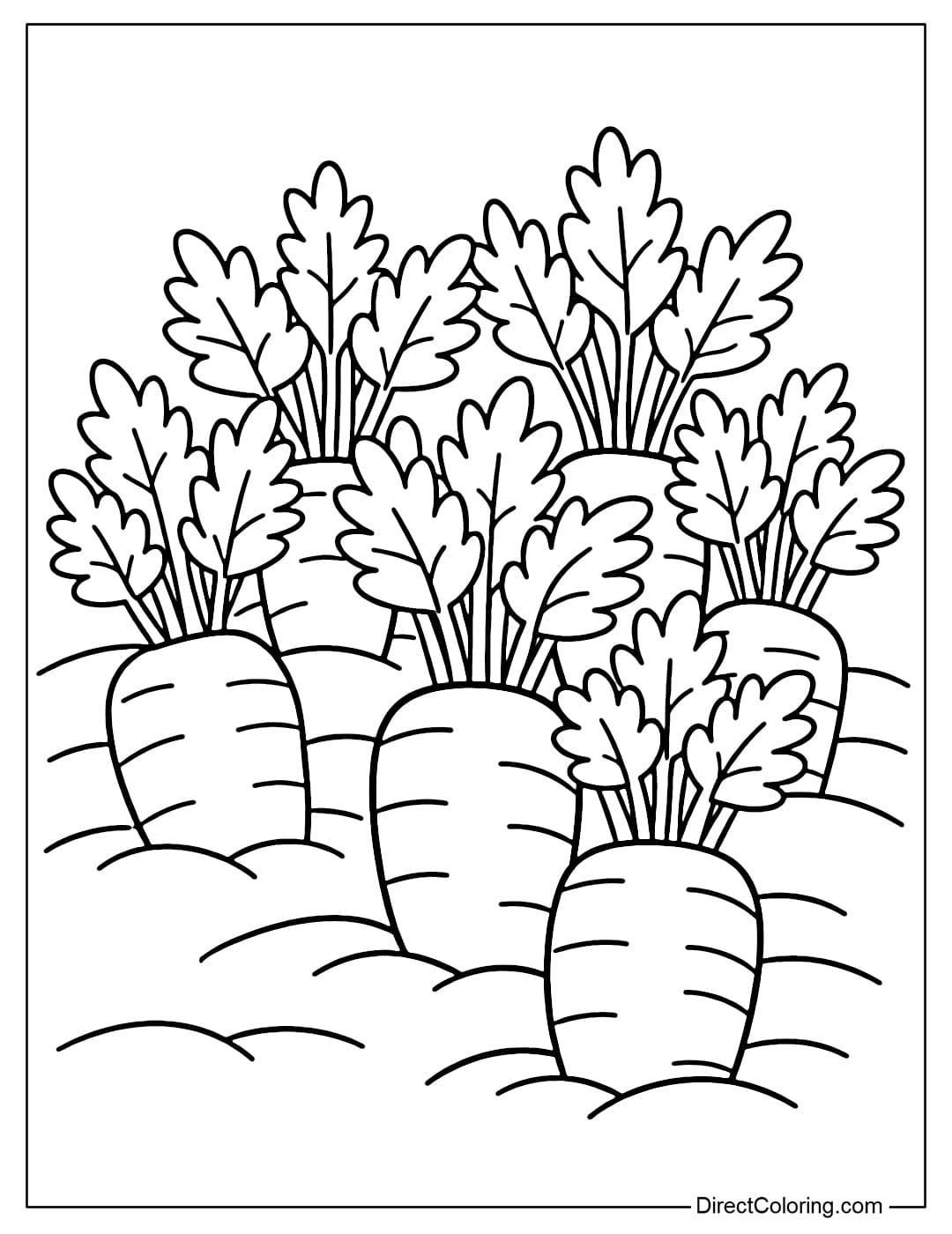 Several carrots growing underground, with leaves above and the root partially exposed.