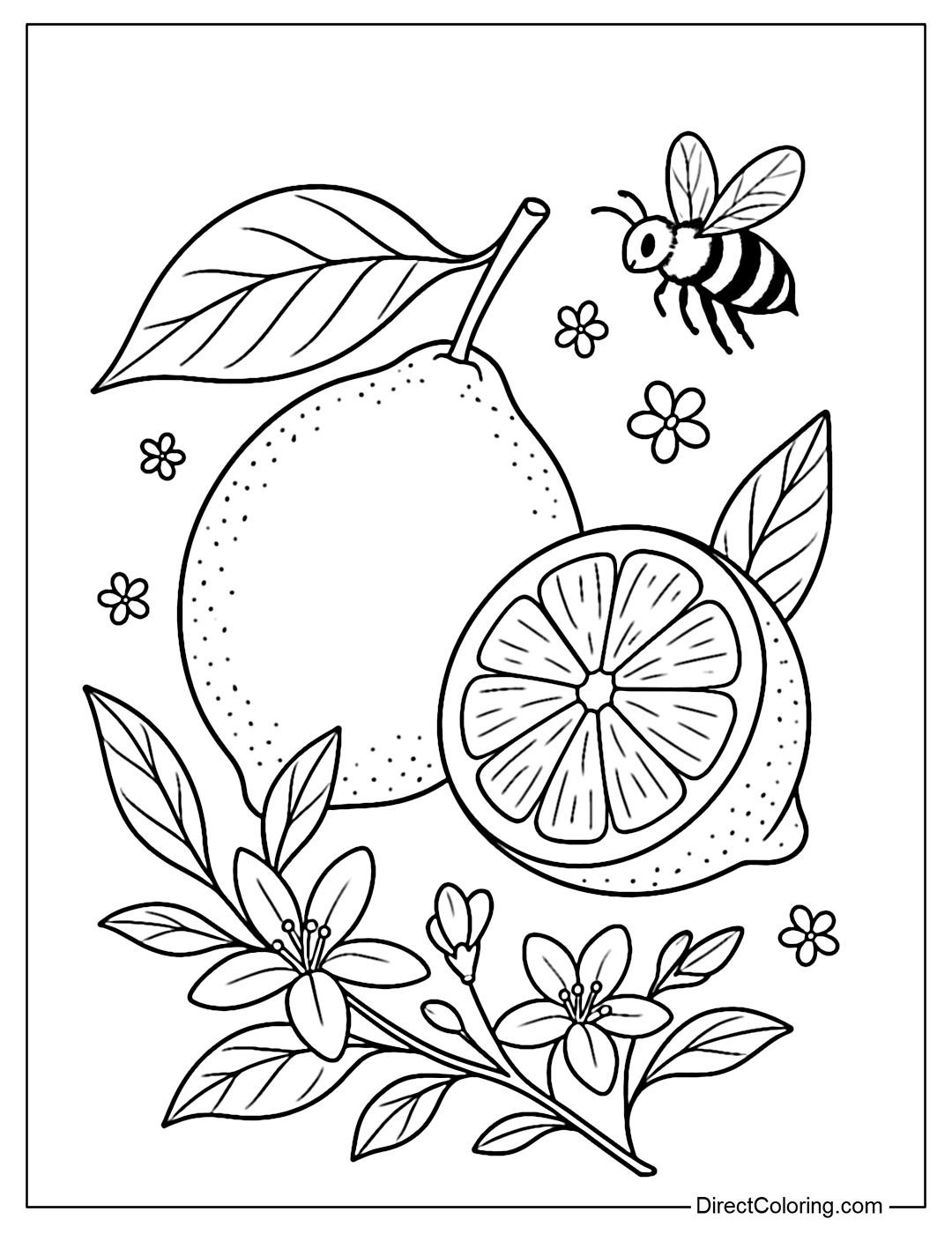 Lemon coloring page with gently curved stems and leaves, next to half a lemon cut to reveal the segments. Surrounded by a few white lemon flowers, a few soft leaves and a bee flying near the pistil.