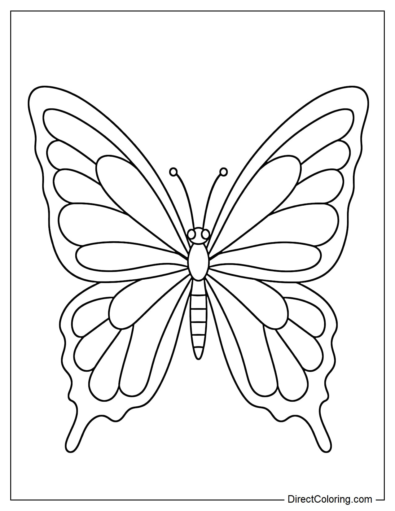 A butterfly with large wings fully extended. The wings radiate from the body like a fan, with wavy lines along the lower edge of the wings.