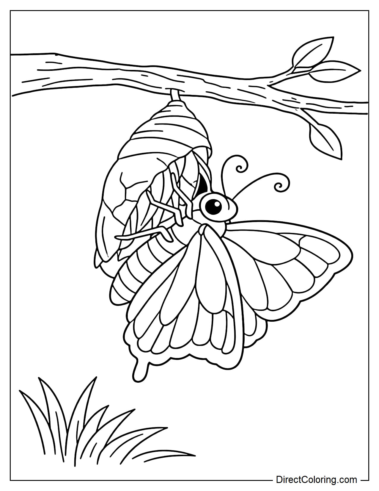 A butterfly that has just emerged from a cocoon hanging from a branch with a few small leaves.