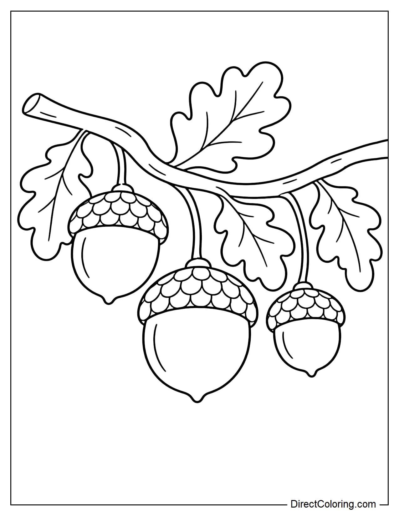 Three acorns of different sizes hanging from a gently curved oak branch, surrounded by four large oak leaves.