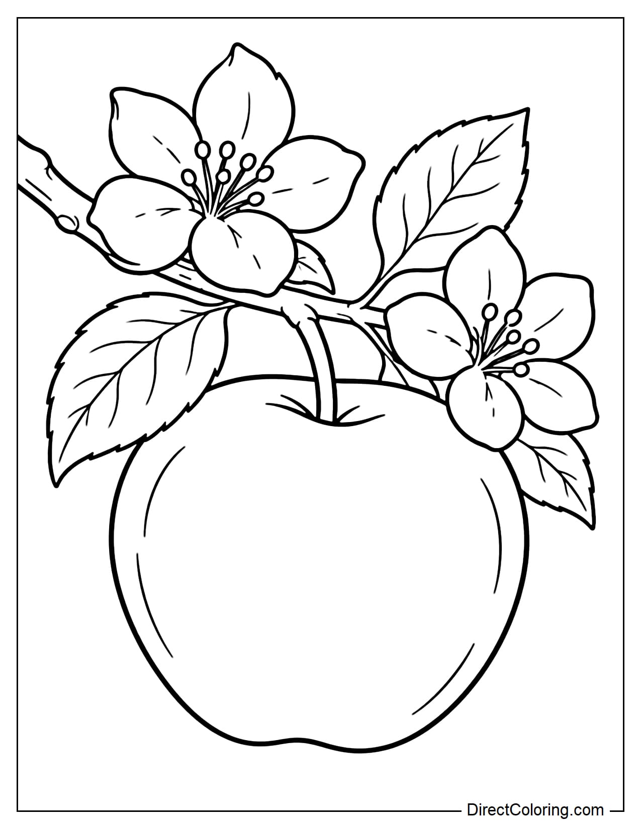 A large apple growing on a short branch beside two large apple blossoms and a few leaves.