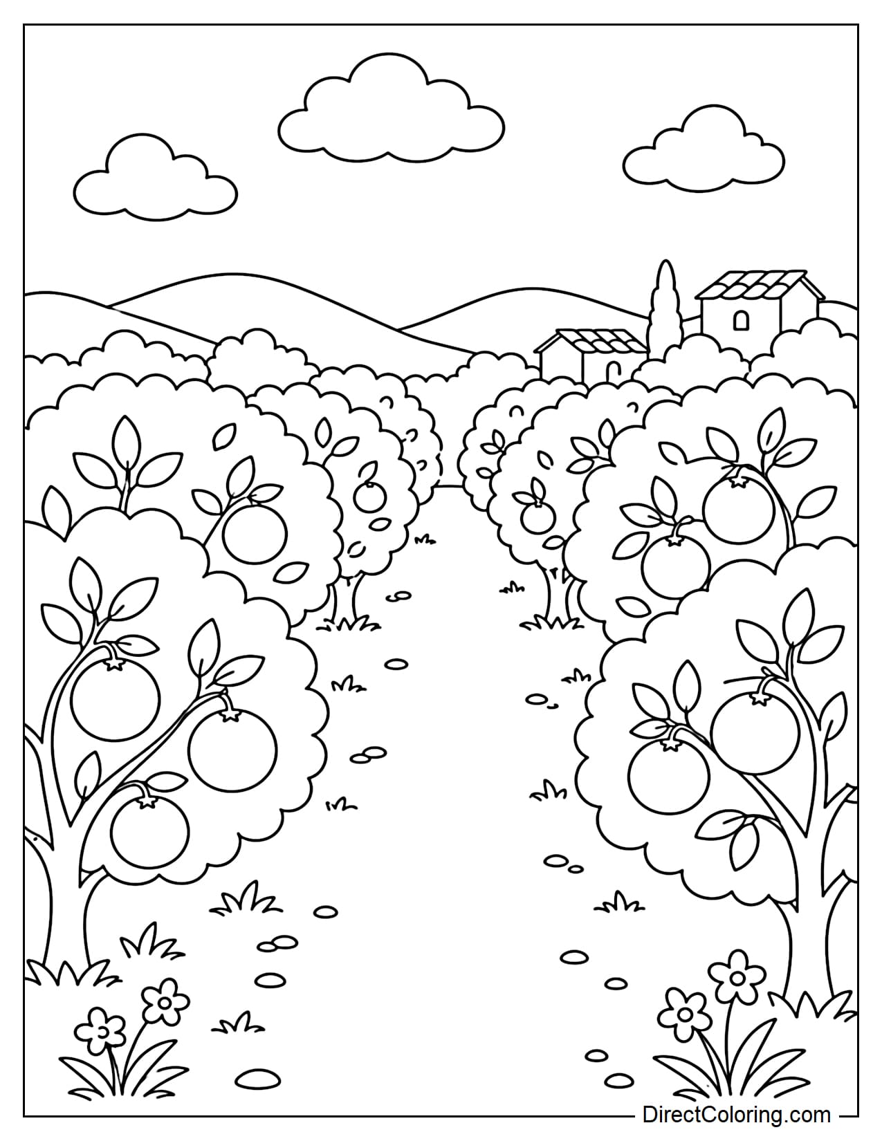 An orange tree garden in Spain with low orange trees, a small path, and a few oranges hanging from the branches.