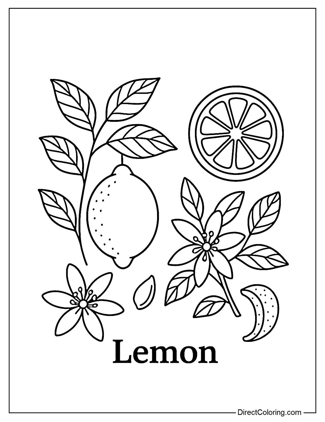 Botanical study coloring page: lemon tree, lemon slices, flowers, seeds, lemon peel.