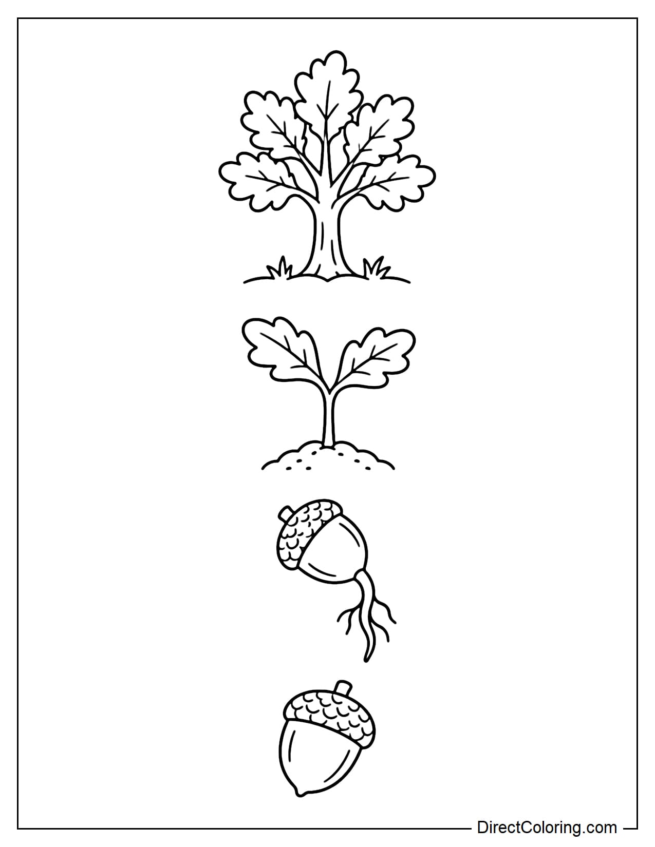 A simple four-stage oak growth sequence arranged from bottom to top: a large acorn, an acorn beginning to grow roots, a sprout with two leaves, and a young oak tree with a small leafy crown.